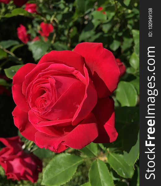 Rose, Flower, Rose Family, Garden Roses