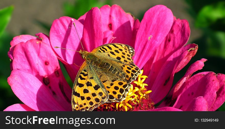 Flower, Nectar, Flora, Insect