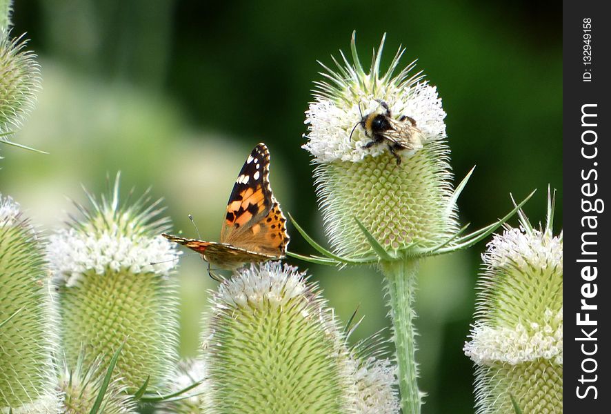 Insect, Invertebrate, Organism, Brush Footed Butterfly