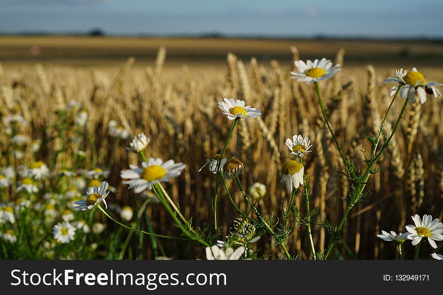 Flower, Yellow, Wildflower, Field