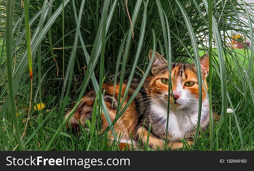 Cat, Fauna, Grass, Whiskers