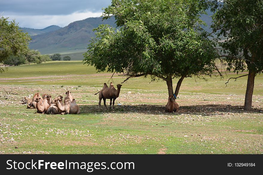 Nature Reserve, Ecosystem, Pasture, Grassland