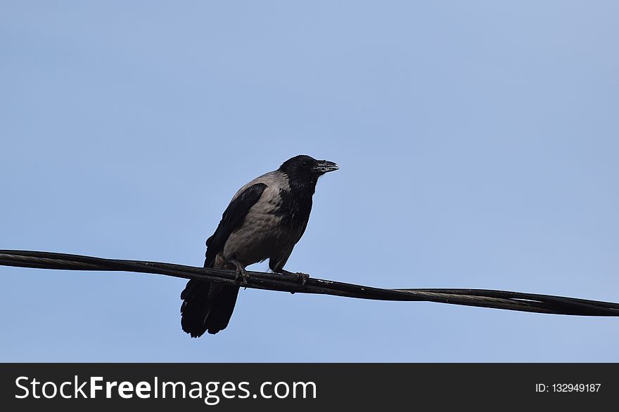 Bird, Fauna, Crow Like Bird, Beak