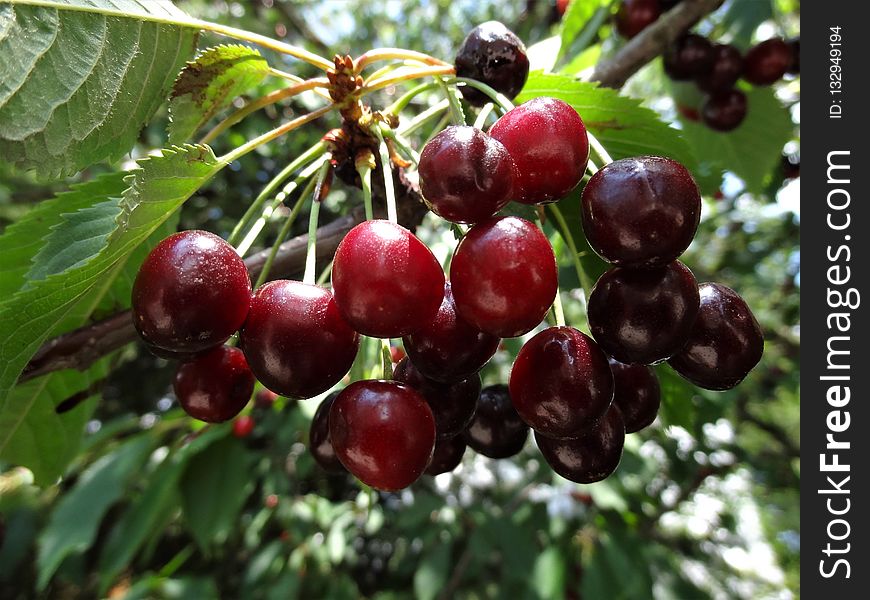Cherry, Natural Foods, Fruit, Berry