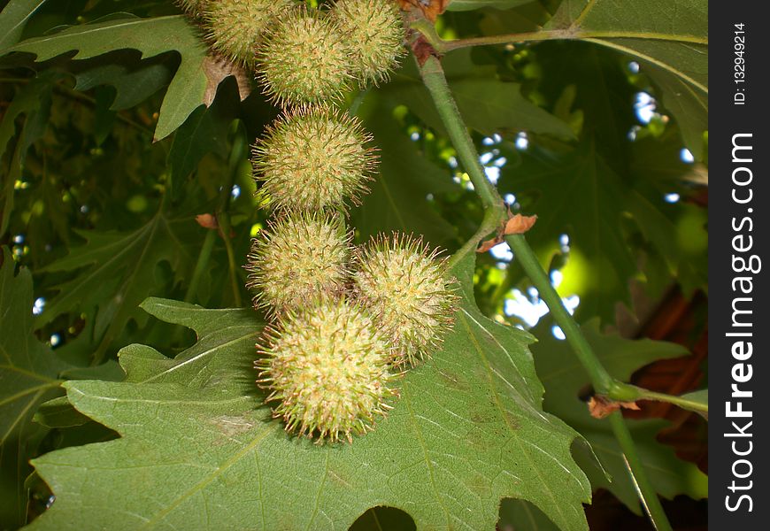 Rambutan, Vegetation, Flora, Plant