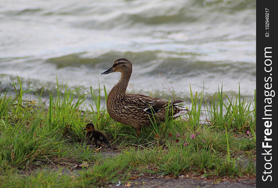 Bird, Duck, Water Bird, Fauna