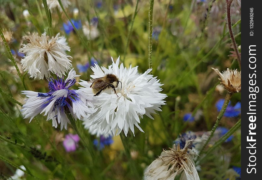 Flower, Flora, Plant, Spring