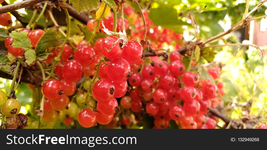 Fruit, Berry, Currant, Plant