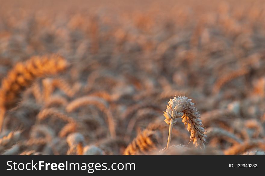 Grass Family, Wheat, Close Up, Field
