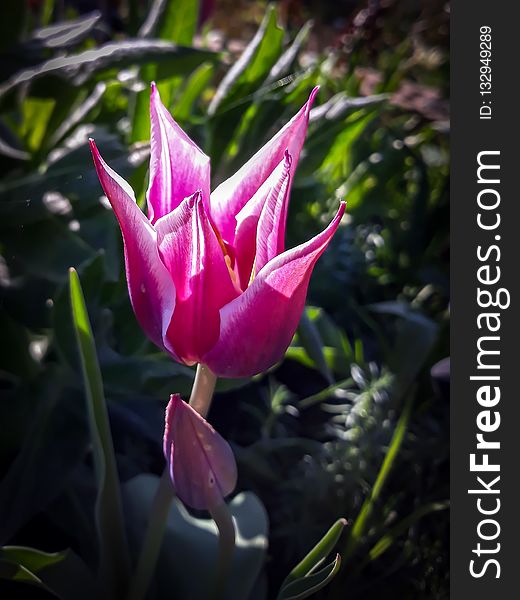 Flower, Plant, Flora, Tulip
