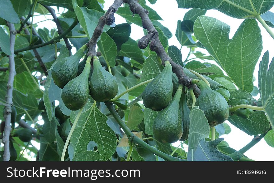 Fruit Tree, Plant, Fruit, Leaf