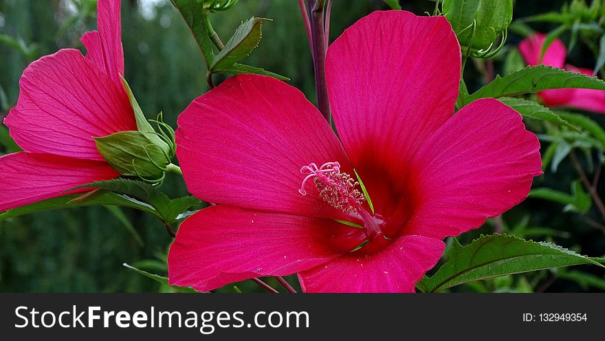 Flower, Plant, Hibiscus, Flowering Plant