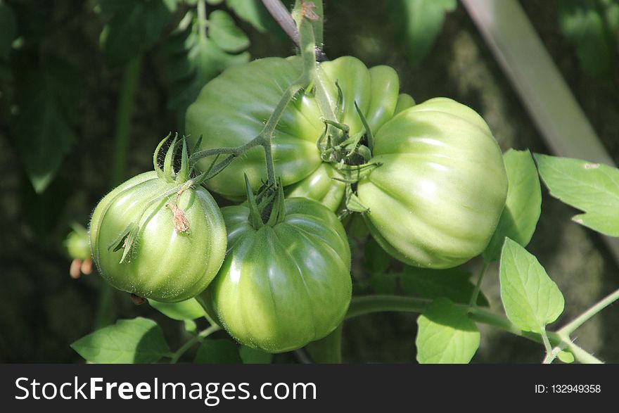 Plant, Local Food, Fruit, Bush Tomato