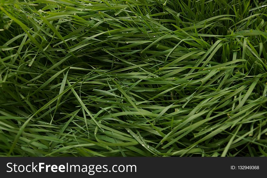 Grass, Grass Family, Plant, Sweet Grass