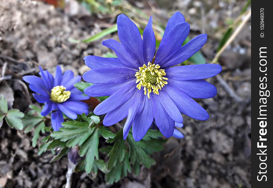 Flower, Blue, Flora, Plant