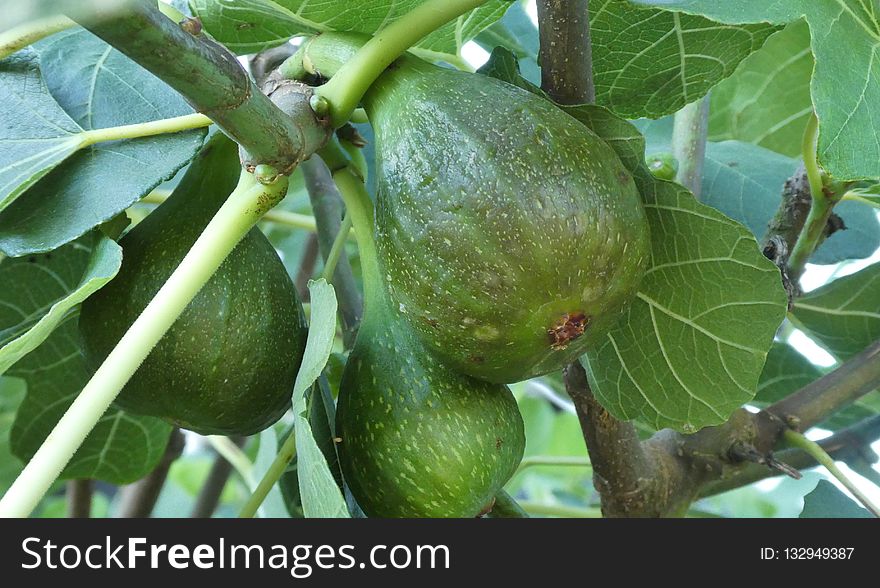 Fruit Tree, Fruit, Common Fig, Plant