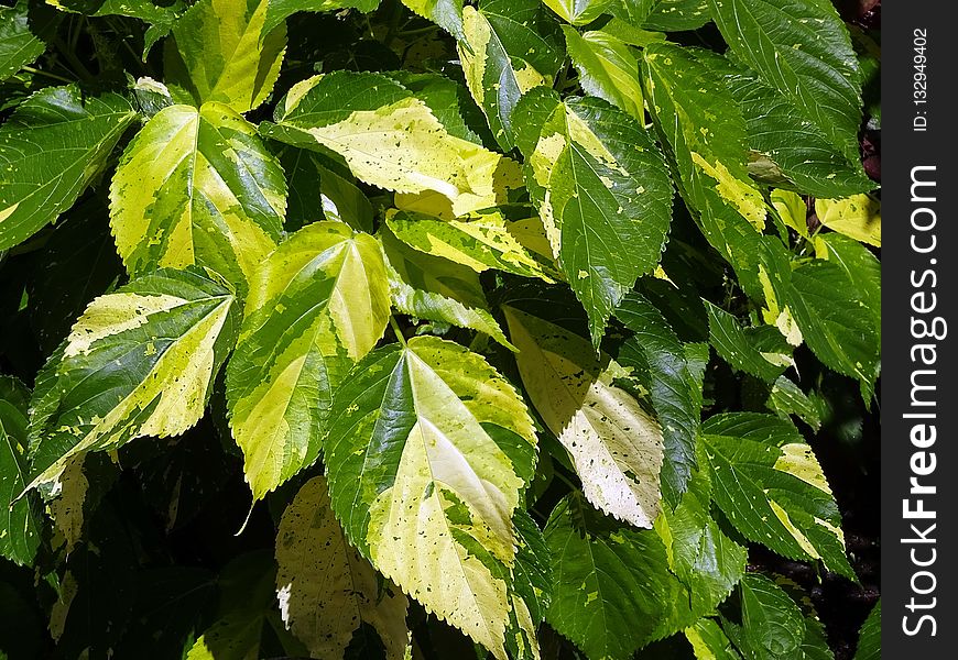 Leaf, Plant, Vegetation, Tree