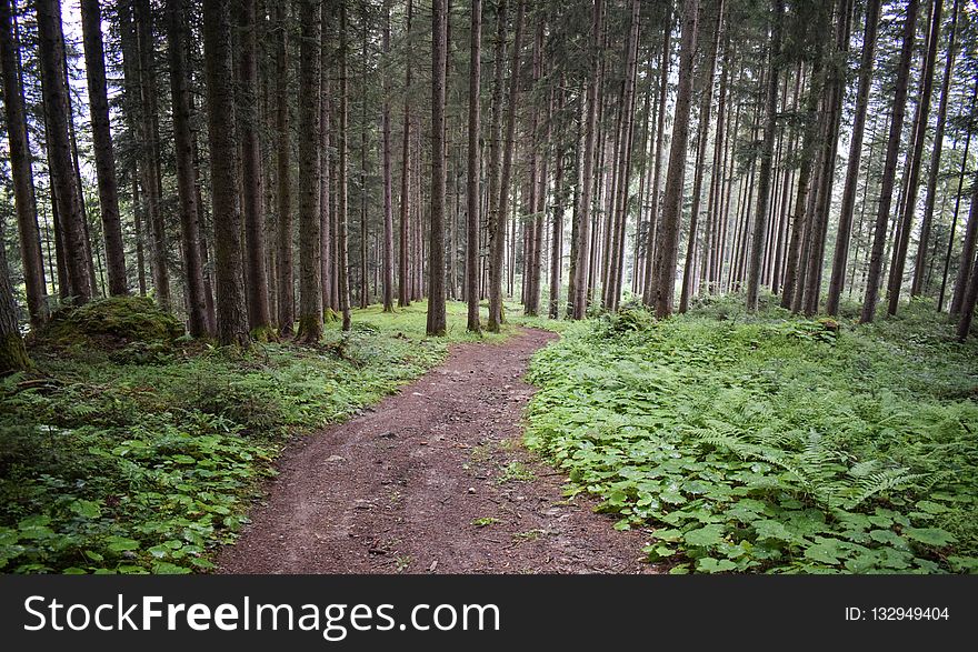 Woodland, Path, Ecosystem, Vegetation