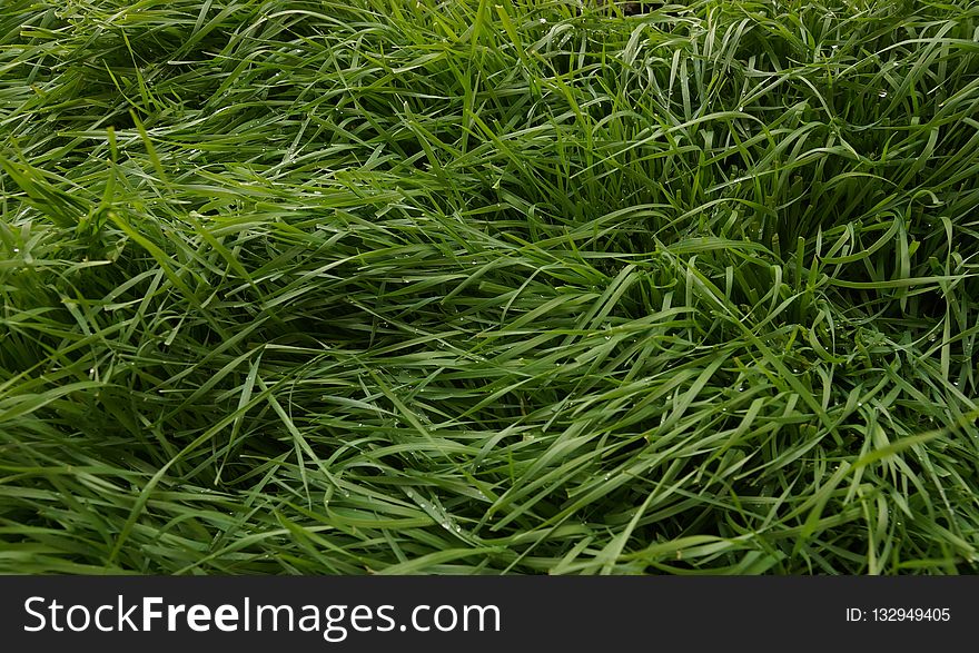 Grass, Plant, Grass Family, Sweet Grass