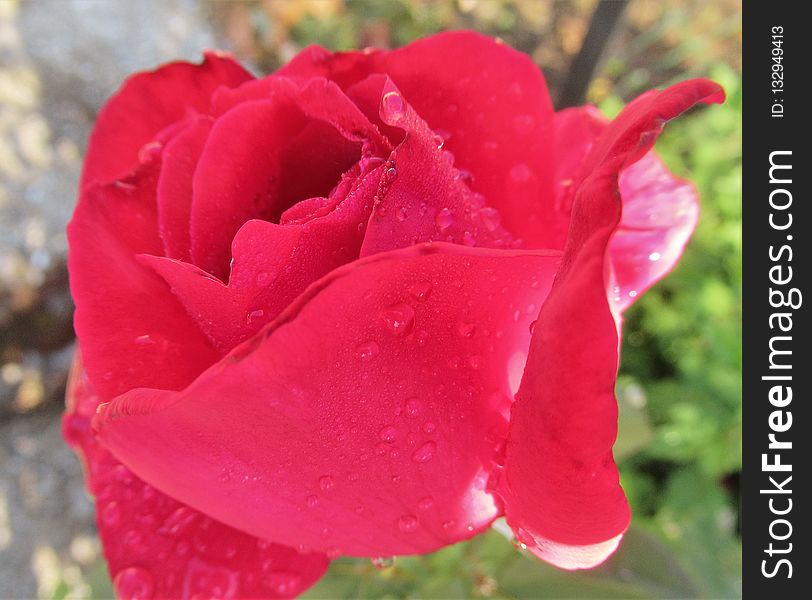Rose, Flower, Rose Family, Floribunda
