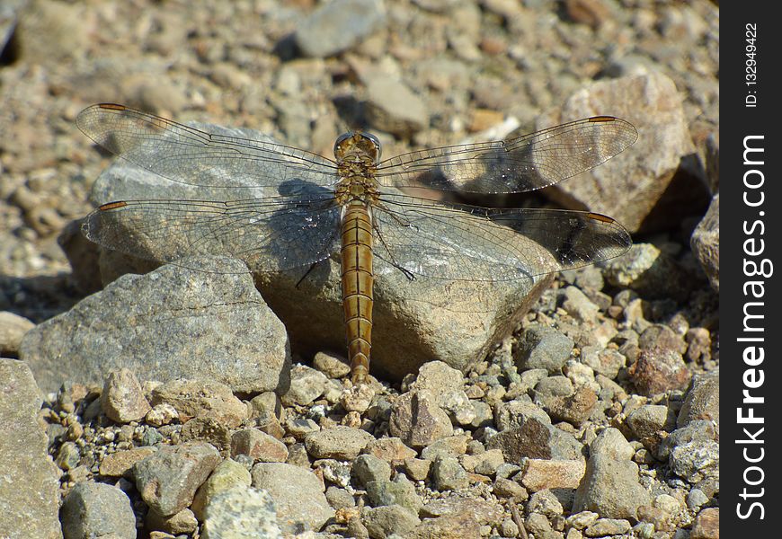 Insect, Invertebrate, Fauna, Dragonfly