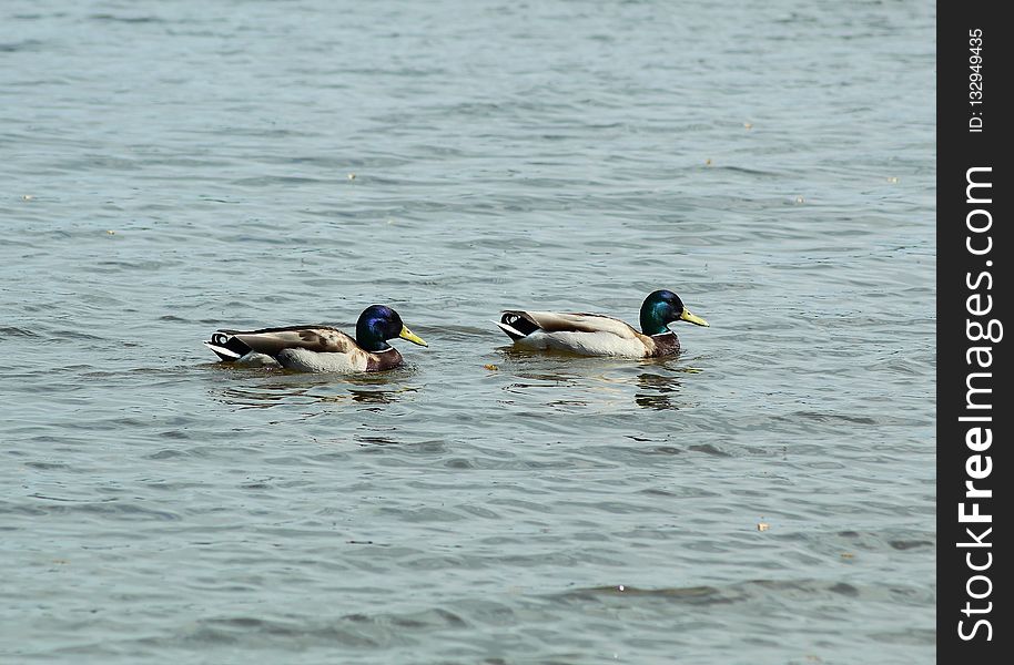 Duck, Bird, Mallard, Water Bird