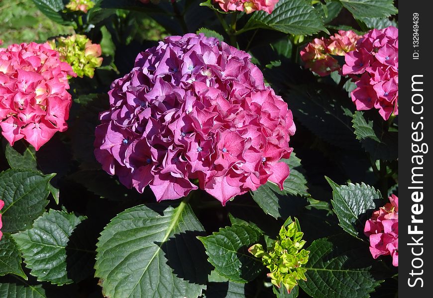 Flower, Plant, Flowering Plant, Hydrangea