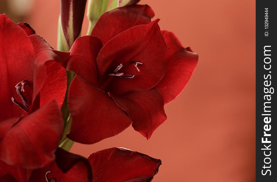 Flower, Red, Flowering Plant, Petal