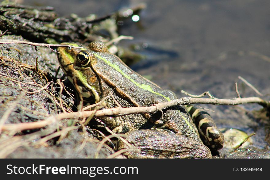 Amphibian, Ranidae, Frog, Toad