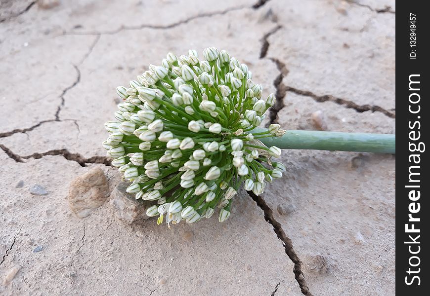 Plant, Flower, Flora, Spring