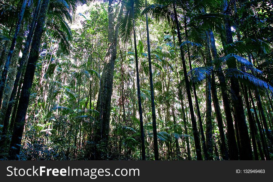 Vegetation, Forest, Ecosystem, Nature