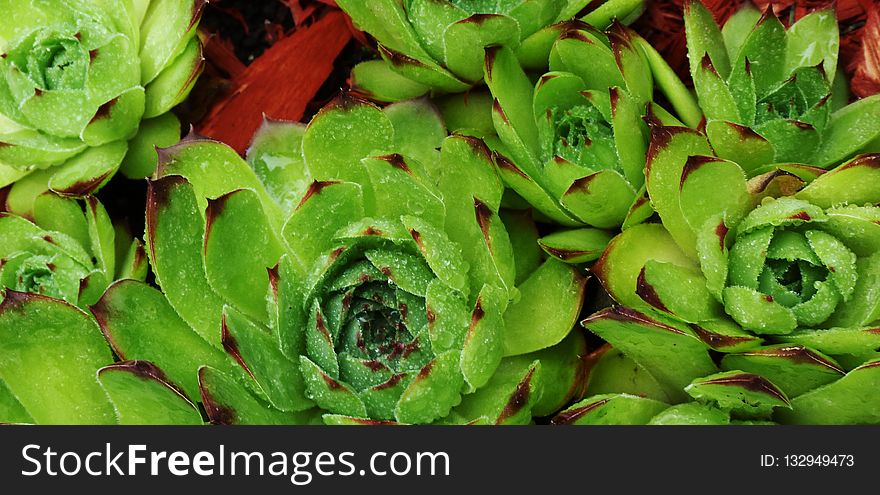 Plant, Vegetation, Leaf, Flora