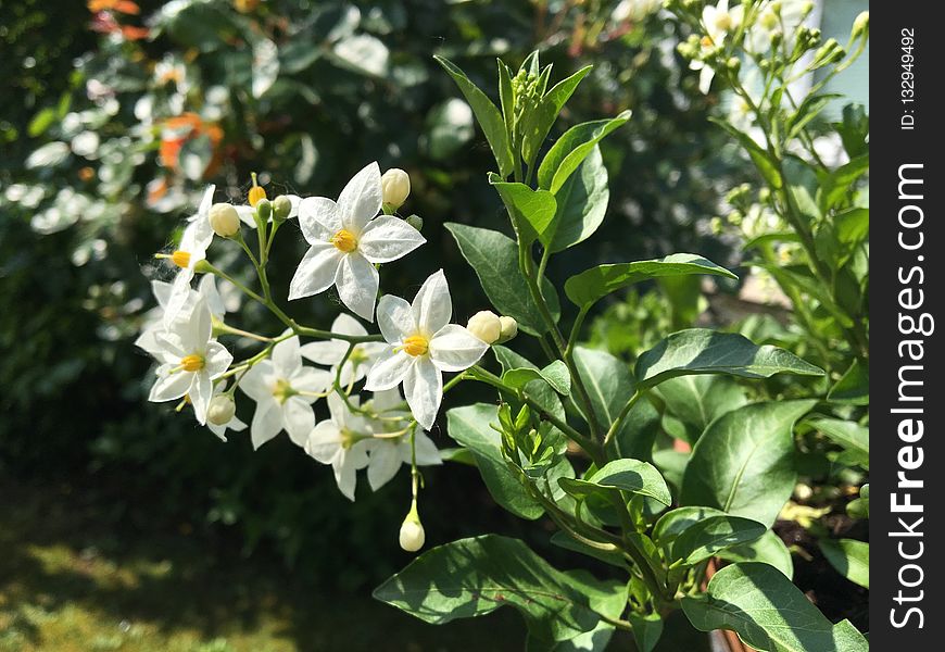 Plant, Flower, Flora, Spring