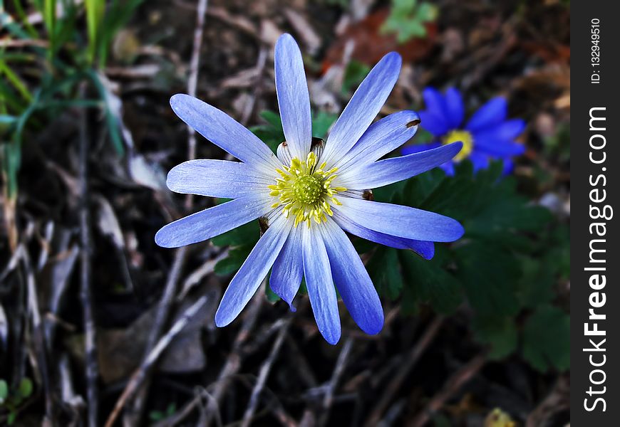 Flower, Flora, Plant, Wildflower