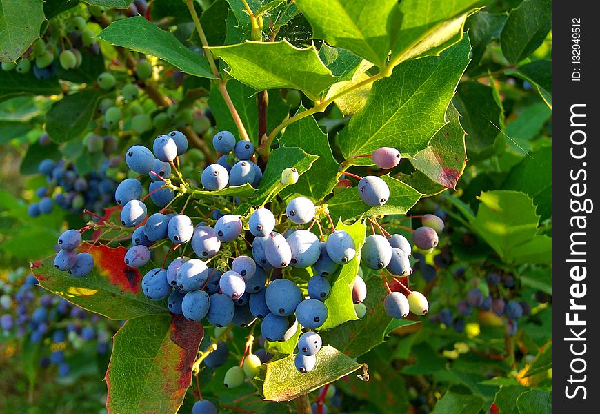 Plant, Bilberry, Blueberry, Huckleberry