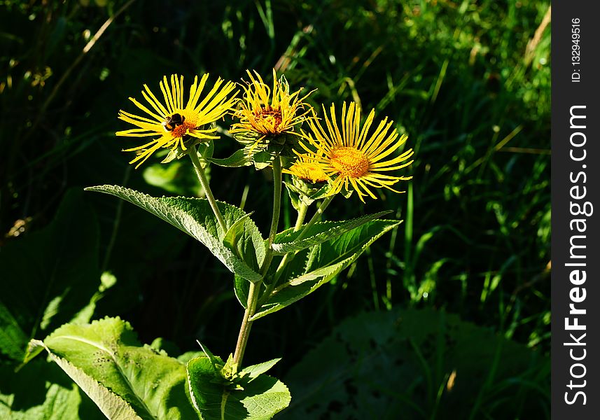 Flower, Plant, Daisy Family, Golden Samphire