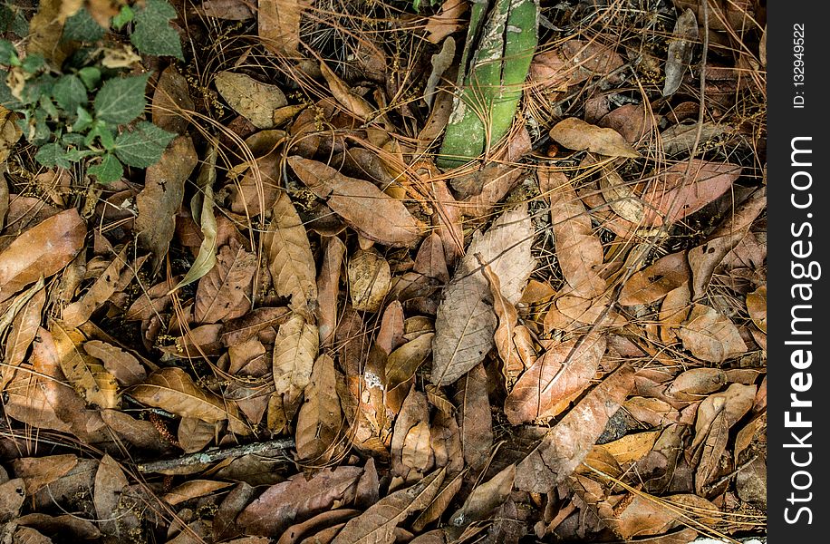 Leaf, Soil, Deciduous, Plant