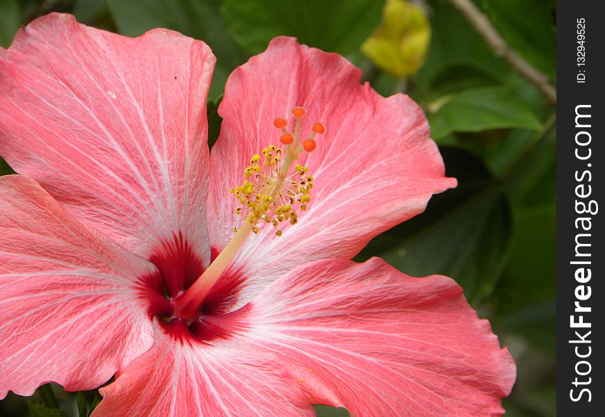 Flower, Pink, Hibiscus, Plant