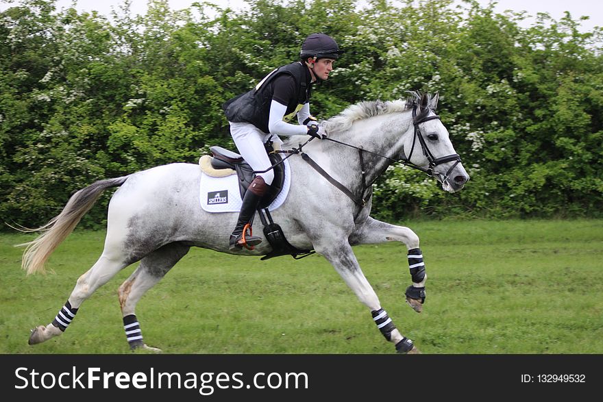 Horse, English Riding, Eventing, Equestrianism