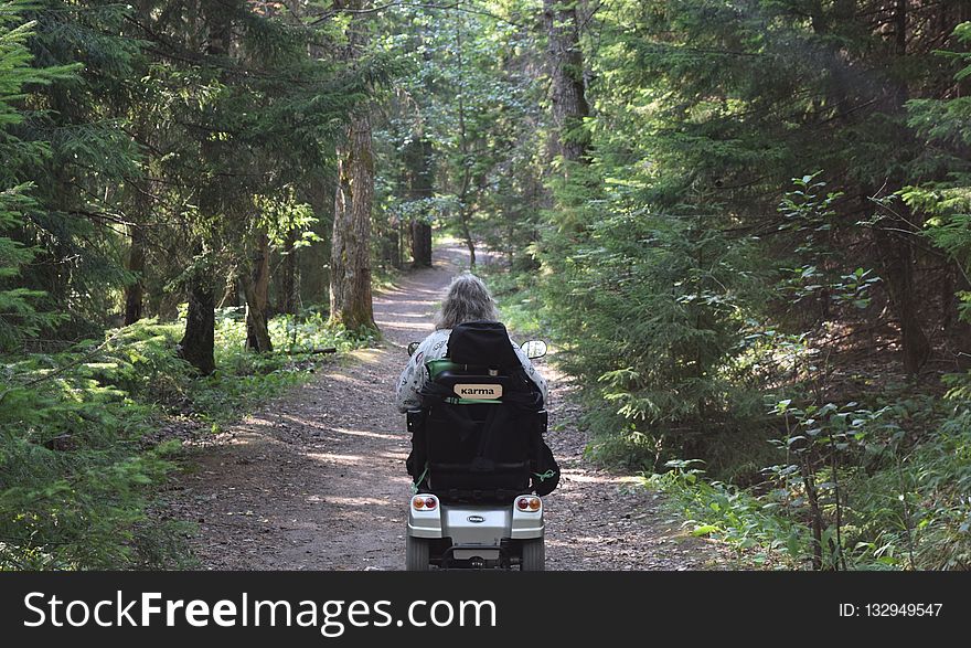 Path, Forest, Road, Nature Reserve