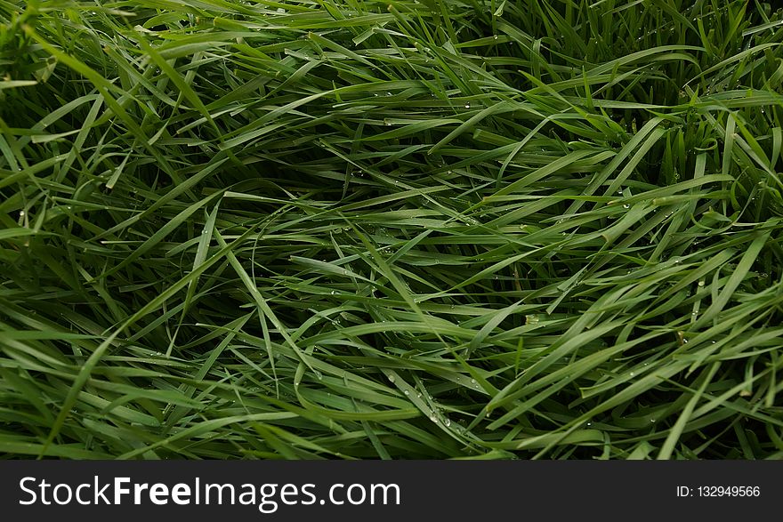 Grass, Grass Family, Plant, Sweet Grass