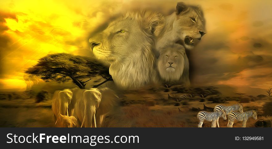 Wildlife, Lion, Mammal, Fauna