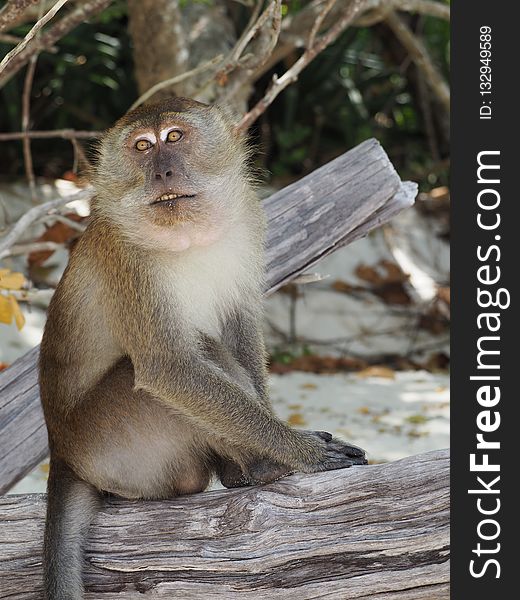 Macaque, Mammal, Fauna, Primate