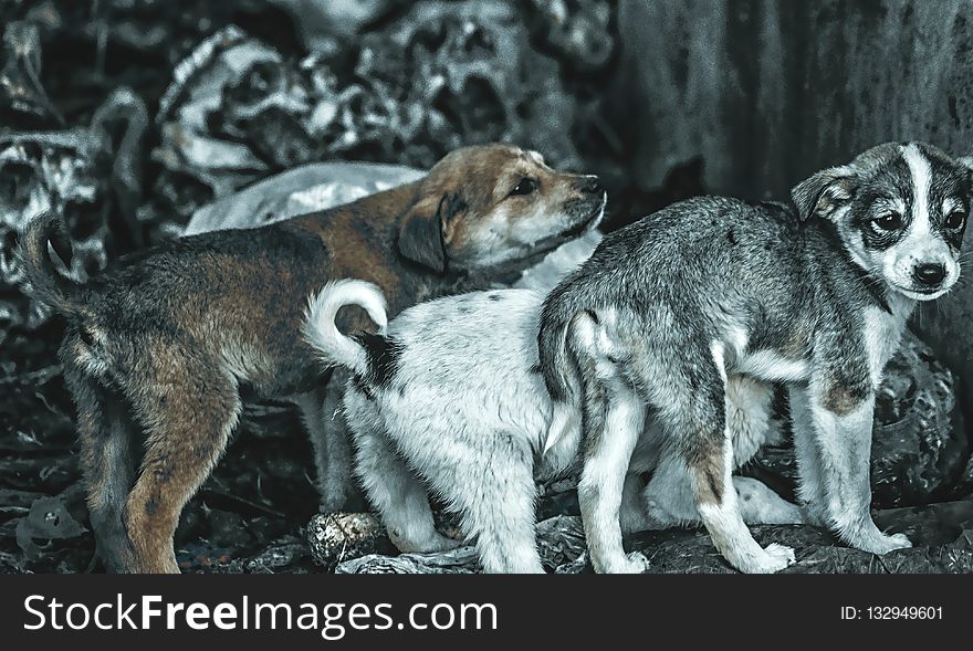 Dog Breed Group, Street Dog, Dog Like Mammal, Dog