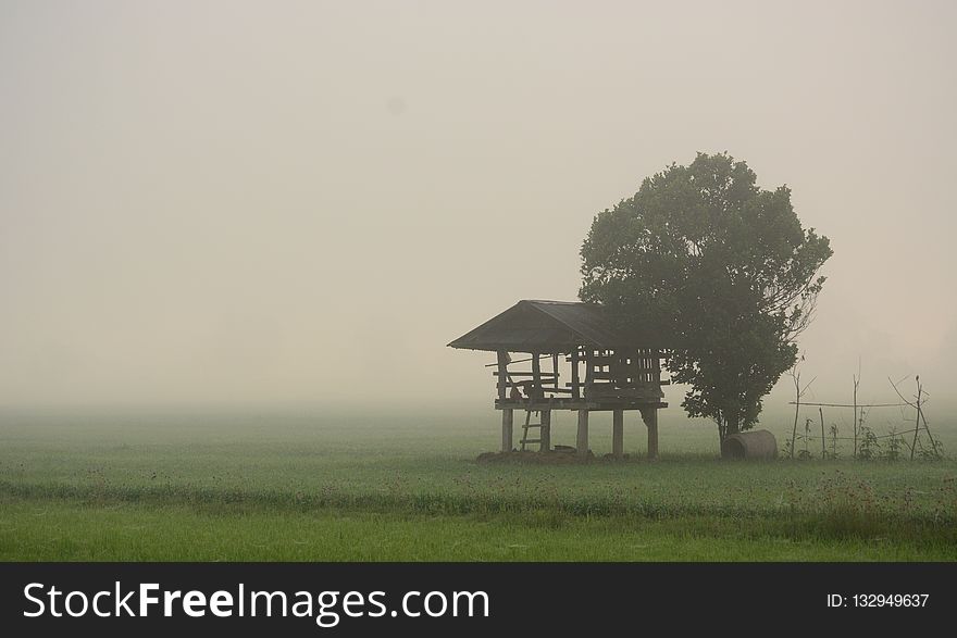 Fog, Mist, Field, Grassland