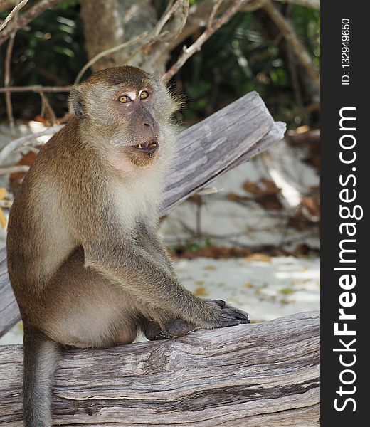 Macaque, Mammal, Fauna, Primate
