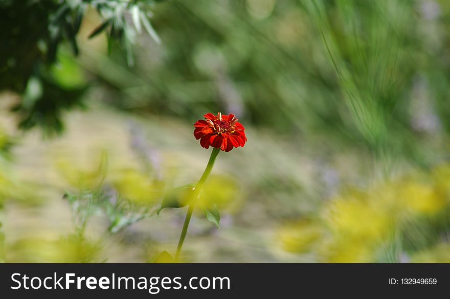 Flower, Flora, Vegetation, Wildflower