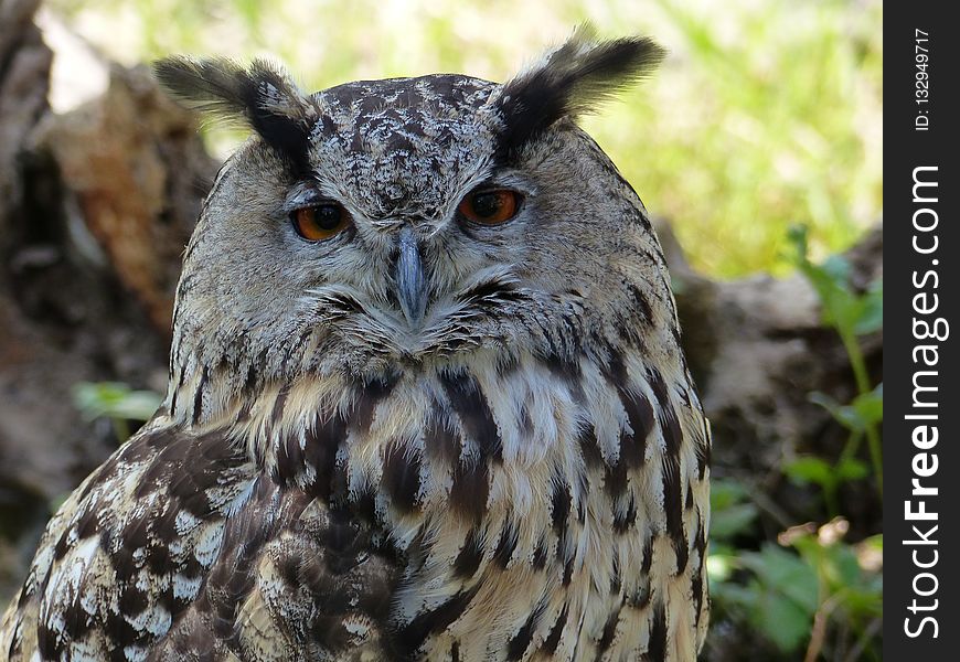 Owl, Bird Of Prey, Beak, Bird