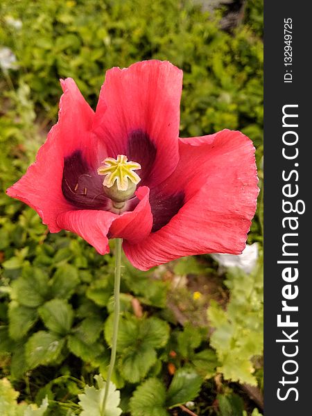 Flower, Plant, Flowering Plant, Poppy