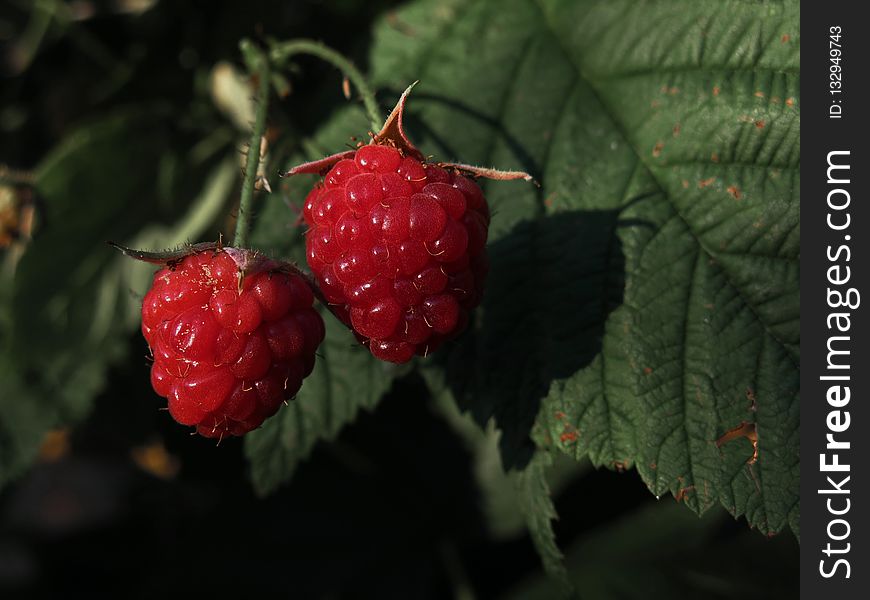 Berry, Raspberry, West Indian Raspberry, Raspberries Blackberries And Dewberries